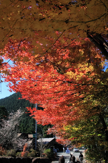 旅④城峰公園