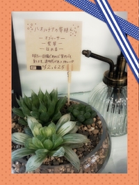 多肉植物♪ハオルチアの寄せ植え♪