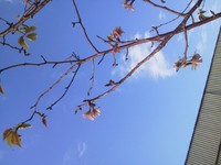 え！？　開花？