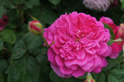 【photo】国分寺「ローズカフェ」のバラが異常にきれい