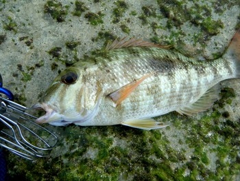 やんばる激流シャロー