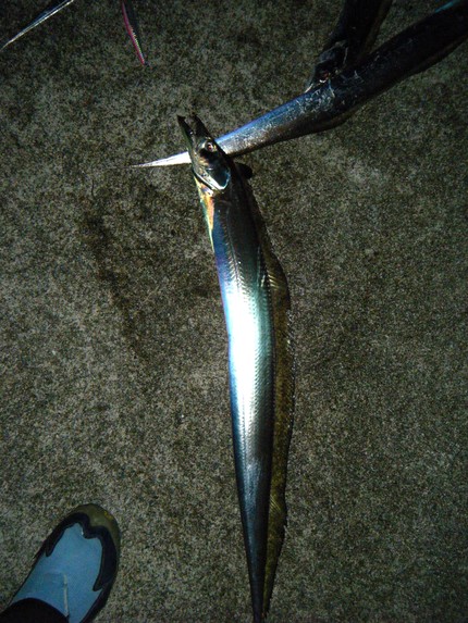 またホームで太刀魚