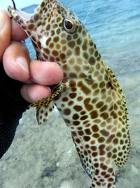 南部ミーパラでクチナジ