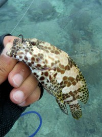南部ミーパラ異常なし