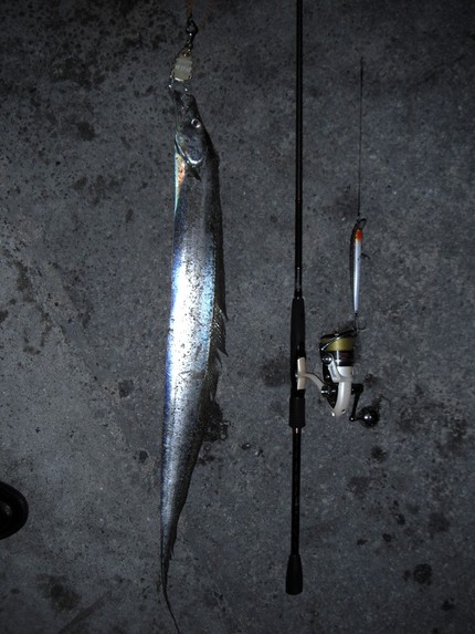 那覇で太刀魚