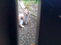 子猫が生まれました！ 2010/11/28 16:05:10