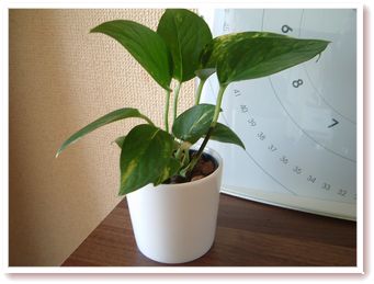 お部屋に緑を・・・。