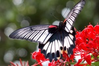 rare butterfly 2011/10/28 00:10:00