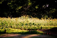 ひまわり④ 2007/09/30 19:03:51