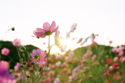 花の丘
