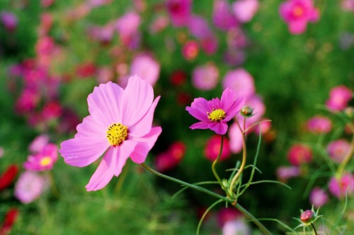 花の丘