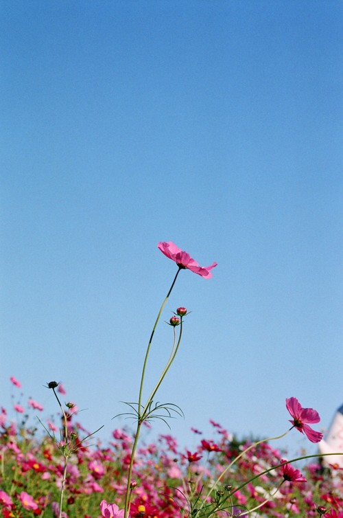 花の丘