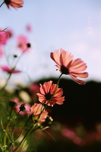 花の丘　２ 2007/11/01 21:25:14
