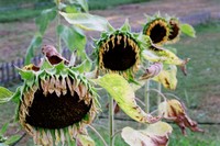 ひまわり③ 2007/09/23 15:46:58