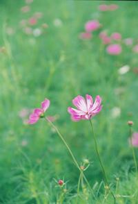 コスモス② 2007/10/11 06:48:19