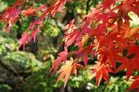 赤に染まる 2007/11/22 08:01:00