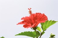 鮮やかに・・・ 2007/09/22 14:16:57