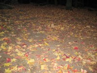酔っ払い 2007/12/15 01:08:35