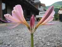 黒のサングラス 2007/11/07 12:16:19