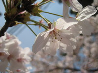 桜咲く 2008/04/07 23:07:35