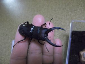 クワガタ　GET