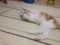 花があると何でもエレガントに見える 2013/06/01 21:57:14