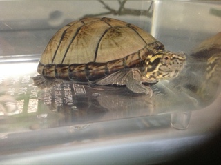 水亀ちゃん Safari Reptiles Blog