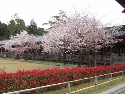 浦添市さくら歯科