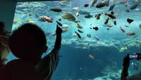 美ら海水族館