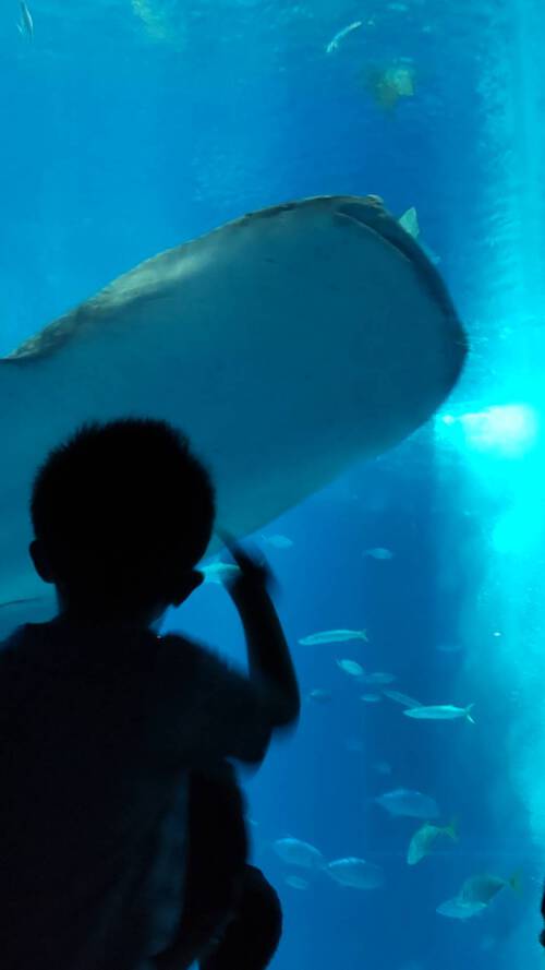美ら海水族館