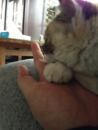 My  ペットのお話し 2014/02/04 14:47:05