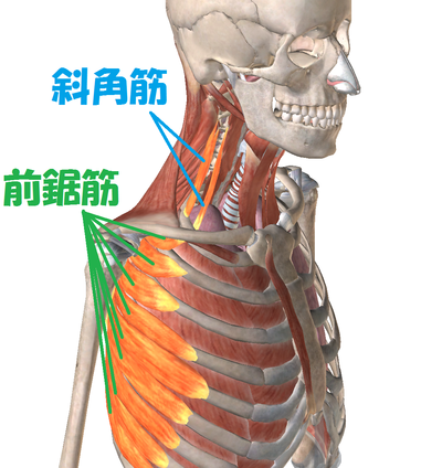 首の痛みの原因は、胸郭・肋骨の歪みにある場合もあります。斜角筋・前鋸筋の影響
