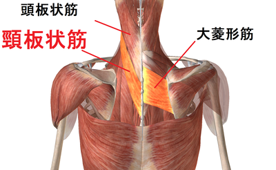 首の痛み。首が回らない。そんな症状はストレートネックが原因ではありませんよ