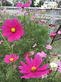 秋桜⁈ 2017/01/18 15:54:44