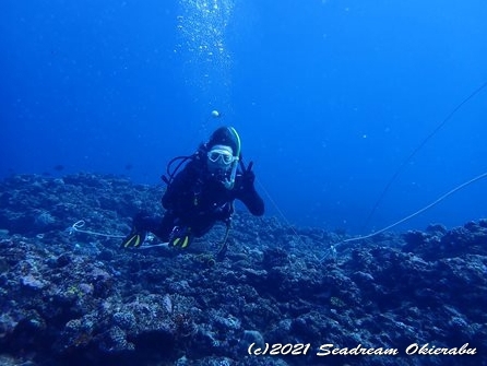 沖永良部島ダイビング　シードリーム沖永良部