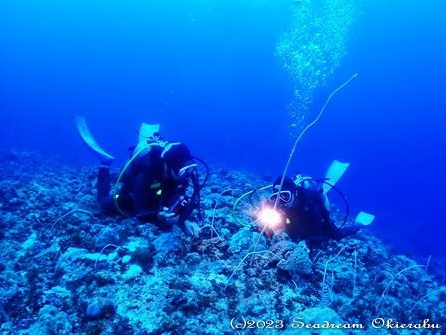 沖永良部島ダイビング　シードリーム沖永良部