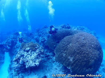 沖永良部島ダイビング　シードリーム沖永良部