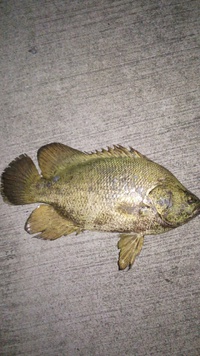 糸満の謎の魚 2015/03/25 18:24:01