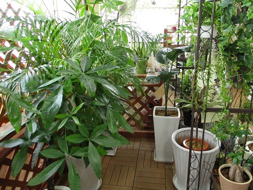 グリーンコーナーの観葉植物たち シーサイドホーム北谷