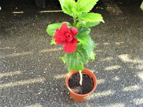 ハイビスカス八重の花 シーサイドホーム北谷