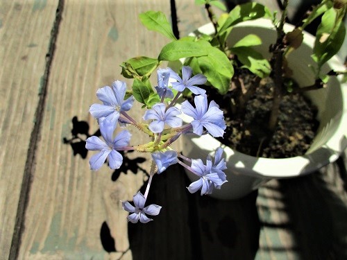 ルリマツリ 薄藍色の花 シーサイドホーム北谷