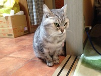 我が家にシューシューがやってきた♬ 2014/01/25 16:49:03
