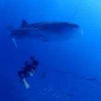 午前ジンベエダイビングして午後恩納村ダイビングで贅沢３DIVE