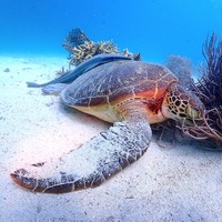 空から降ってくるカメ！