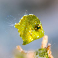 一円玉ぐらいの大きさのセダカカワハギ♡