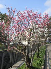 那覇市内の桜の名所　与儀公園で桜の花