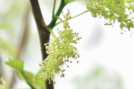 カメラと沖縄を歩く シマグワ 島桑 の雄花