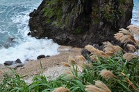 　花薄の風景（６）～むかうに海が欲し 2024/01/11 01:00:00