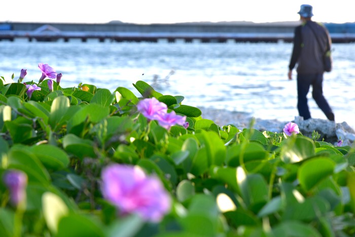 　県総公園、早朝の海辺で