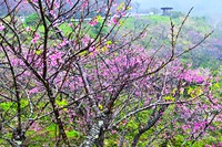 　カンヒザクラを撮る～雨の八重岳（１） 2024/02/12 15:00:00